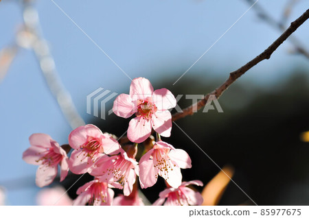 wild himalayan cherry or prunus cerasoides, sakura or pink flower wild himalayan cherry or prunus cerasoides, sakura or pink flower 85977675
