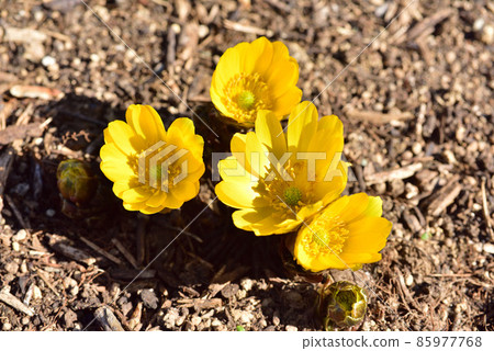 Adonis ramosa, New Year's Day grass, Dahan flower, early spring image, Japanese-style image landscape 85977768