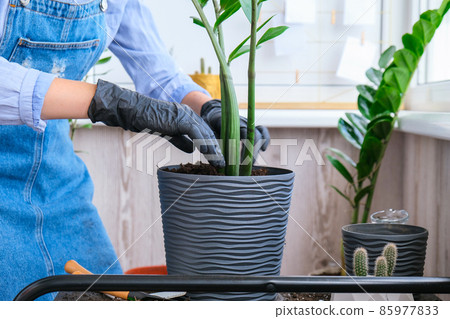 Gardener woman transplants indoor plants and use a shovel on table. Zamioculcas Concept of plants care and home garden. Spring planting 85977833