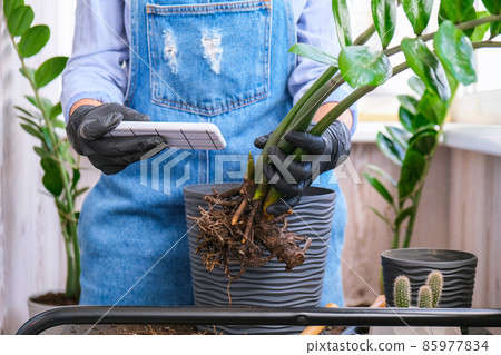 Gardener woman blogger using phone while transplants indoor plants and use a shovel on table. Zamioculcas Concept of plants care and home garden. Spring planting 85977834
