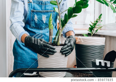 Gardener woman transplants indoor plants and use a shovel on table. Zamioculcas Concept of plants care and home garden. Spring planting Gardener woman transplants indoor plants and use a shovel on table. Zamioculcas Concept of plants care and home garden. Spring planting 85977835