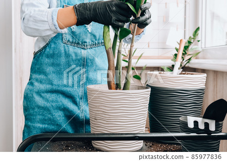 Gardener woman transplants indoor plants and use a shovel on table. Zamioculcas Concept of plants care and home garden. Spring planting Gardener woman transplants indoor plants and use a shovel on table. Zamioculcas Concept of plants care and home garden. Spring planting 85977836