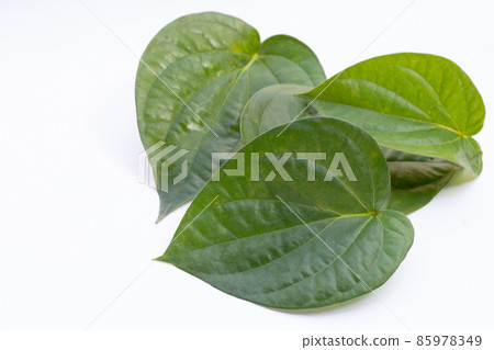 Green betel leaves, Fresh piper betle on white background Green betel leaves, Fresh piper betle on white background 85978349