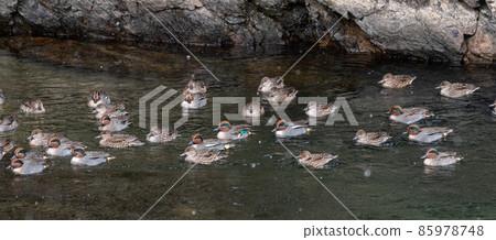 一群鴨子在雪地裡游泳 85978748