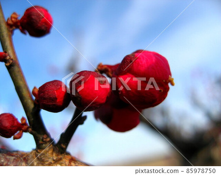 梅花 梅花 85978750