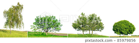 Spruce, pine, birch and walnut on green field isolated on white Spruce, pine, birch and walnut on green field isolated on white 85979856