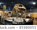 Fossils of dinosaurs 85980055