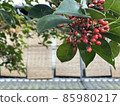  Tree nuts 85980217