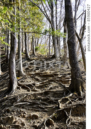 Doshisankai的高塚山,秋山嶺路線的山路 Doshisankai的高塚山,秋山嶺路線的山路 85980427