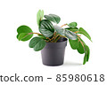Fake green 85980618