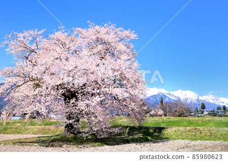 One cherry tree in Sunuma and the Northern Alps 85980623