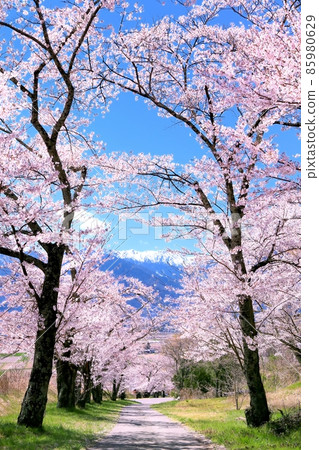 Uyama's row of cherry blossom trees and the Northern Alps Uyama's row of cherry blossom trees and the Northern Alps 85980629