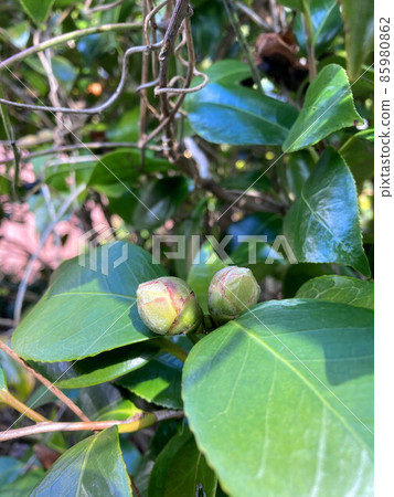 Camellia bud 85980862