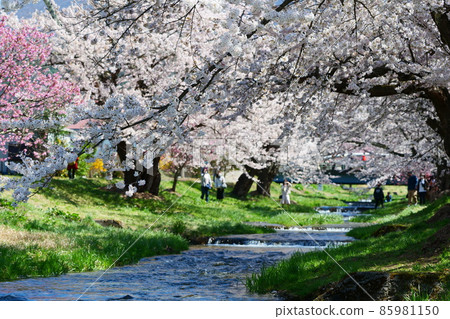 觀音寺川上的一排櫻花樹。日本福島縣豬苗代。四月底。 觀音寺川上的一排櫻花樹。日本福島縣豬苗代。四月底。 85981150