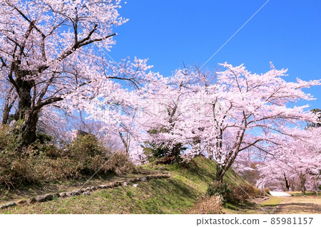 Cherry blossoms at Iiyama castle ruins park Cherry blossoms at Iiyama castle ruins park 85981157
