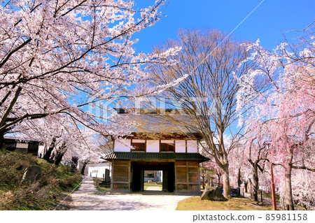 Cherry blossoms at Iiyama castle ruins park Cherry blossoms at Iiyama castle ruins park 85981158