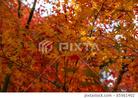 Shining autumn leaves Shining autumn leaves 85981402