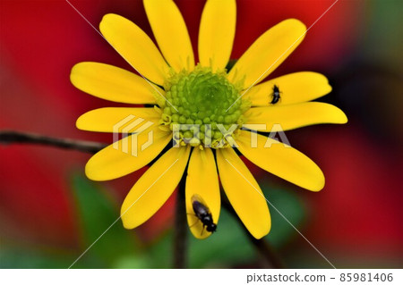 Fly on a yellow flower against a red background 85981406