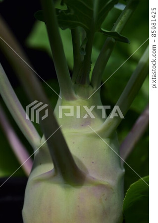 Pear shaped kohlrabi as a close up 85981425