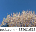 Trees with snow 12 85981638