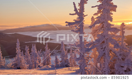 Winter landscape in Sheregesh ski resort in Russia, located in Mountain Shoriya, Siberia. Snow-covered fir trees on the background of mountains. 85981925