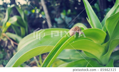 The end of summer is coming to the southern countries The end of summer is coming to the southern countries 85982315