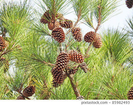 有許多松果的綠色針葉松樹 有許多松果的綠色針葉松樹 85982493
