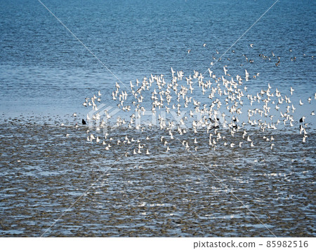 成群的野生鳥類肯特鴴在潮灘上飛行 85982516