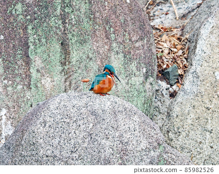 Kingfisher perching on a stone and spitting out pellets 85982526