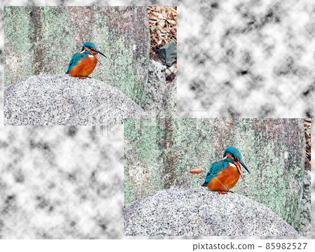 Kingfisher perching on a stone and spitting out pellets 85982527