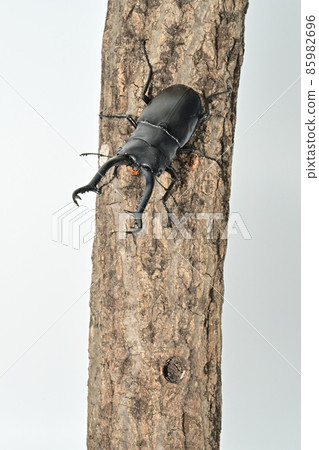 Girafanokogirikuwagata 100mm Girafanokogirikuwagata 100mm 85982696