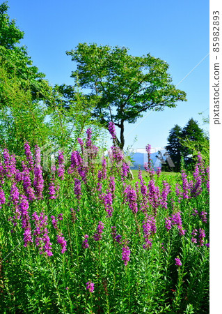 Echigo Herb Koen Irihirose (Niigata Prefecture) Echigo Herb Koen Irihirose (Niigata Prefecture) 85982893