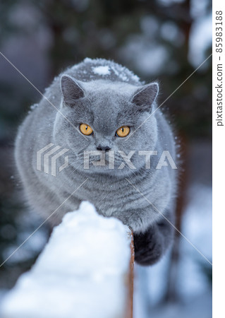 A gray British cat sits on the railing of a country house outdoors in frosty winter A gray British cat sits on the railing of a country house outdoors in frosty winter 85983188