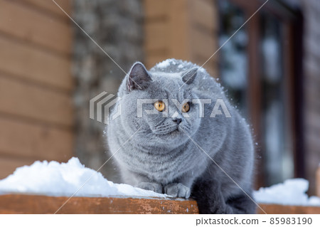 A gray British cat sits on the railing of a country house outdoors in frosty winter A gray British cat sits on the railing of a country house outdoors in frosty winter 85983190