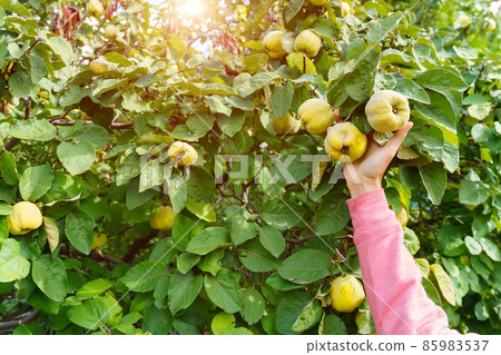 Ripening green quince on a tree branch. Selective focus. The theme of gardening, fruit growing, a rich harvest. Copy space Ripening green quince on a tree branch. Selective focus. The theme of gardening, fruit growing, a rich harvest. Copy space 85983537