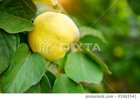 Quince fruits grow on tree with green foliage in autumn garden. Close up. Selective focus 85983541