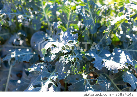 Field vegetables rental farm 85984142