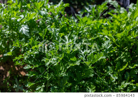 Field vegetables rental farm 85984143