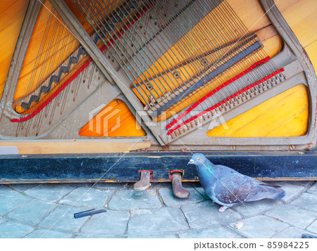 The bottom of an old ruined piano and a dove next to it 85984225