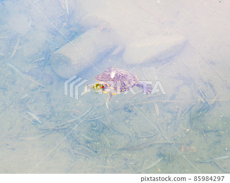 A red-eared turtle stuck its head out on the surface of the muddy pond water A red-eared turtle stuck its head out on the surface of the muddy pond water 85984297