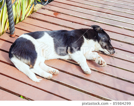 Black and white mongrel with short legs lies on a plank bridge Black and white mongrel with short legs lies on a plank bridge 85984299