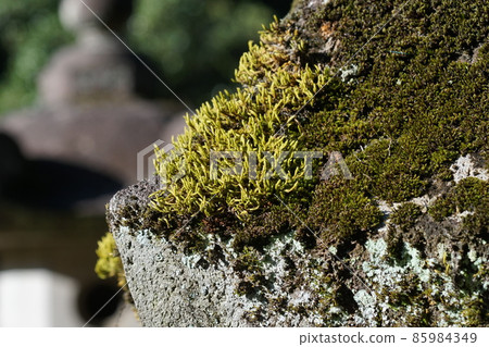 Moss 1 85984349