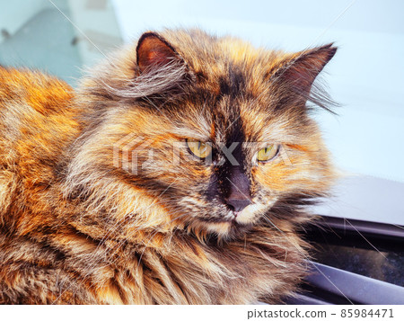 Portrait of a motley red-haired black fluffy cat 85984471