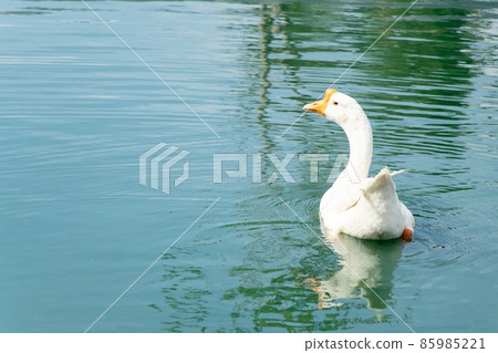 White color goose swimming in lake background 85985221