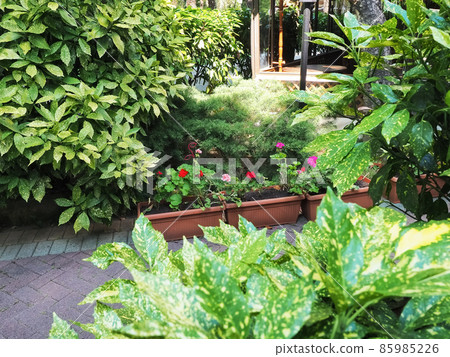 Garden with green bushes and geraniums blooming in plastic pots standing on paving slabs Garden with green bushes and geraniums blooming in plastic pots standing on paving slabs 85985226
