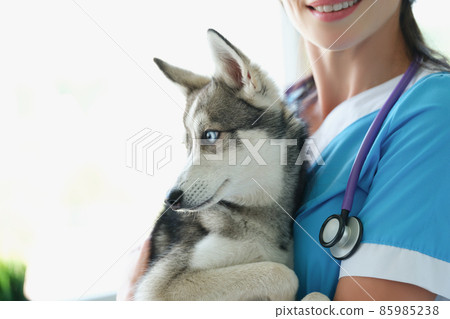 Veterinarian female smile and hold cute husky in arms 85985238