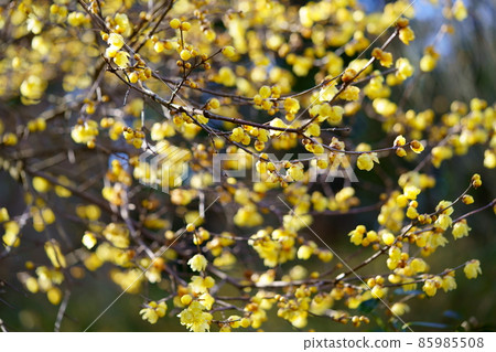 Japanese allspice flower shining in the sun Japanese allspice flower shining in the sun 85985508