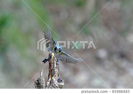 Male of Ruribitaki Male of Ruribitaki 85986885