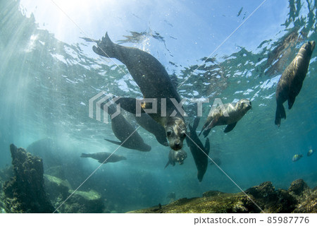 Galapagos colony of californian sea lion seal coming to scuba diver to have fun and play Galapagos colony of californian sea lion seal coming to scuba diver to have fun and play 85987776