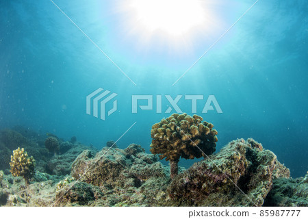 Coral farm repopulation conservation growing factory underwater in Cortez Sea Mexico Coral farm repopulation conservation growing factory underwater in Cortez Sea Mexico 85987777